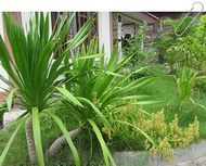 ขายส่ง 100 เมล็ด เมล็ดจันผา Dracaena cochinchinensis จันทร์ผา จันทร์แดง ลักกะจันทน์ จันผาด่าง ปาล์มป