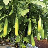 15 Benih Terong Hijau Milano F1 bibit tanaman sayuran / sayur terung