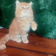 kucing jantan persia usia 3 bulan red oyen