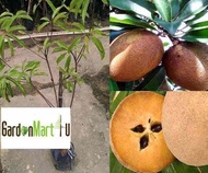 GardenMart4U Sapodilla Fruit Tree Live Plant Anak Pokok Buah Ciku Mega 人心果 仁心果