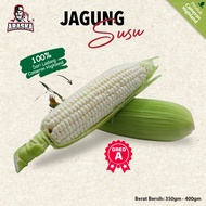 3 Biji Gred A - Jagung Susu 🌽【100% Cameron Highland】3 pcs Grade A-  White Sweet Corn From Cameron
