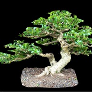bonsai pohon hokiantea hokianti small 30cm the max