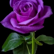 Tanaman hias bunga mawar ungu / Pohon mawar / Bunga mawar