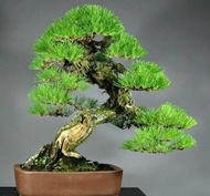 สนจูนิเปอร์บอนไซ Japanese Black Pine Bonsai ไม้แคระประดับ (30เมล็ด) เมล็ดสนจูนิเปอร์ ต้นไม้มงคล ต้นไ