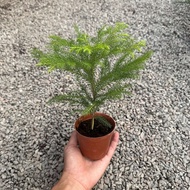 90s Greenovation Live Plant Araucaria heterophylla Hong kong pine P90 南洋杉