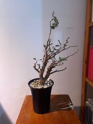 多肉植物 沙漠蘇木