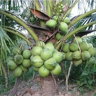 bibit kelapa kopyor genjah