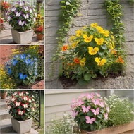 [] Moonlight Butterfly Flower Seed Butterfly Seed Cordieria Flower Seed Courtyard Garden Flower Seed
