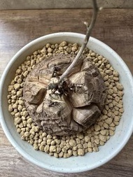 南非龜甲龍 多肉植物 塊根 仙人拿 盆栽