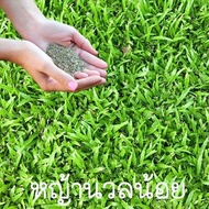 หญ้านวลน้อย📌ถูกที่สุด10บ.📌เมล็ดพันธุ์หญ้านวลน้อย100เมล็ด🌱ปลูกง่าย🌱เขียวสดใส🌱ปลูกครั้งเดียวอยู่ได้นาน