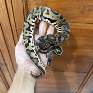 Ular ball python morph Pastel leopard female juve jinak murah