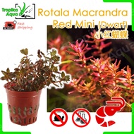 [Shrimp Safe] Rotala Macrandra Red Mini (Dwarf) 小红蝴蝶 - aquarium aqua plant [high]