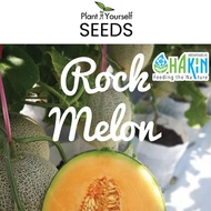 Benih Rock Melon 2 seeds | 7 seeds | 22 seeds