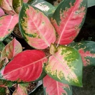 aglonema red khocin || tanaman hias aglonema red kocin - tanaman hidup - bunga hias hidup - tanaman hias - aglonema - tanaman aglonema hidup - bunga - kembang hias hidup