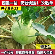 Cynical Blue Seeds Cynical Orchid Seeds Spring Autumn Sowing Early Ripe Delicious Purple Fruit Cynic