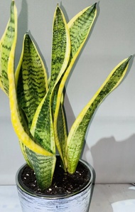 Giant Snake Plant