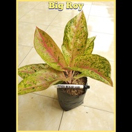 tanaman aglonema big roy