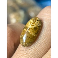 Fossil Sulur Bertam Kecil Asli Saiz 5Sen Motif Urat Lama Sulur Bertam Kuno Saiz Kecil Sesuai Untuk I