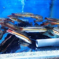 Baby ikan gabus Toman 10/15cm