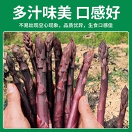 Four Seasons Asparagus Seeds Potted Asparagus Seeds Asparagus Root Seeds Fresh Asparagus Planting Co