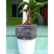 Bonsai Kelapa Unik gaya baru original premium murni dari alam tanpa