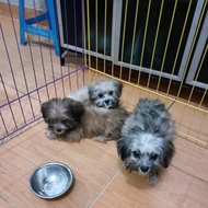 anjing shihtzu non stmb jantan betina