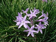 30+ Fresh Seeds Tulbaghia Violacea/Society Garlic/Pink Agapanthus:Package Contatins seeds