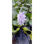 Keladi Bunting pokok air