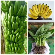 bibit pohon pisang cavendish