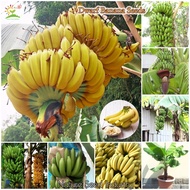 [Singapore Ready Stock] Dwarf Banana Seeds for Planting (50 Seeds/pack) Fruit Tree Plant Bonsai Tree