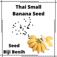 Thailand Small Banana小香蕉种子 Pisang Kecil Biji Benih Fruit Buah Buahan Seed 100pcs