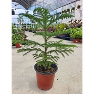 Happi GO 1Pot Araucaria Heterophylla 南洋杉 (Live Plant)