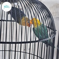 Burung Lovebird Love Bird PB biola sepasang dewasa lakbet siap ternak