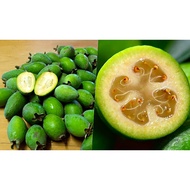 cây giống ổi dứa (ổi Feijoa) newzealand - cây giống nhập khẩu