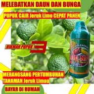 Isi 500 Pupuk Pertumbuhan Jeruk Limo Jeruk Nipis Biar Banyak Merangsang Bunga Dan Buah Anti Hama Cep