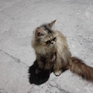 kucing anggora