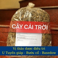 1 Kg of standard Dried Cabbage to support tumors and thyroid goiter