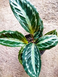 Calathea Four Seasons with FREE plastic pot, pebbles and garden soil (Indoor Plant and 4 Stocks Only)