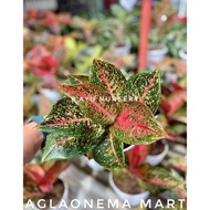 aglaonema tiara