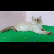 kucing persia medium, himalaya sealpoint betina. 