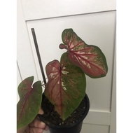 Caladium Red Clown sudah pecah warna 🌱🪴🪴