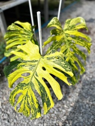 bonggol Monstera king varigata gold original