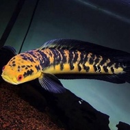 ikan channa maru yellow sentarum size 17-19 cm channa ys bercabung dan