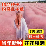 Ready Stock Instant Shipping Fendai Ranseed Grass Seed Grass Flower Seed Ranseed Grass Years Raw Flo
