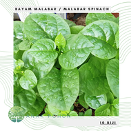 (10 Biji) Benih Bibit Biji - Bayam Malabar Spinach Big Round Leaf Seeds - IMPORT