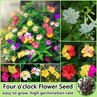 Ready Stock Mixed Color Four Oclock Flower Seed Bonsai Seeds for Planting Flowers (50pcs/pack) Ornamental Flowering Plants Seeds Potted Live Plants Indoor and Outdoor Real Plants Garden Decor Gardening Flower Seeds Easy To Grow Malaysia Benih Pokok Bunga