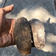 Teripang Kapuk Kering 1 kg