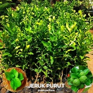 ready Bibit jeruk purut Tanaman jeruk purut Daun jeruk purut