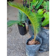 Anak Pokok Cycas Revoluta Pakis Cycas / Paku Aji