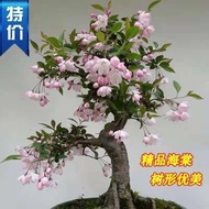 Cold-Resistant Begonia Potted Plant for Courtyard and Balcony, Indoor and Outdoor Flower and Green P